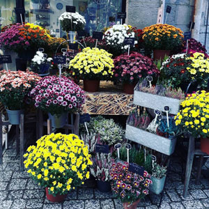 photo Fleuriste à Besançon - Offrez des fleurs !-6