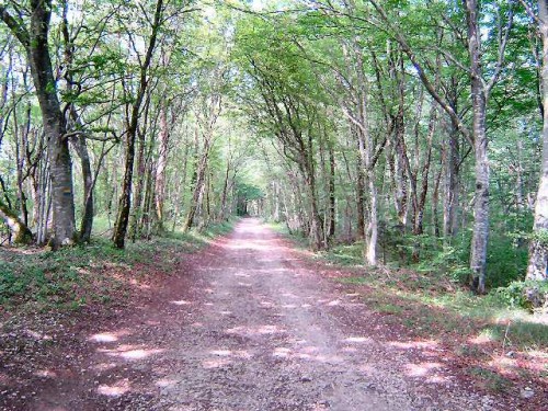 FORêT DE CHAILLUZ