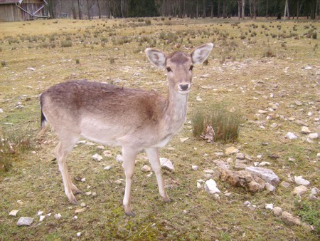 PARC ANIMALIER DE LA MALADIèRE