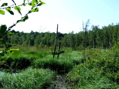 TOURBIèRE DE LA GRANDE PILE